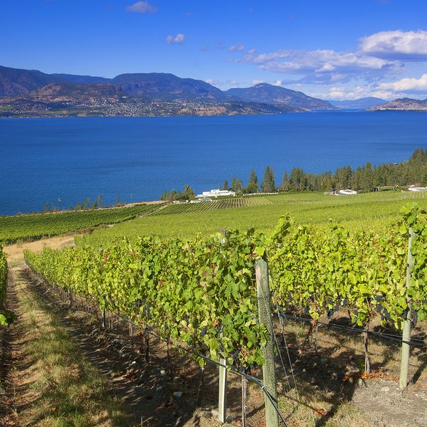 Cedar Creek Vineyard - Kelowna - Okanagan Valley - British Columbia - Canada - Doets Reizen