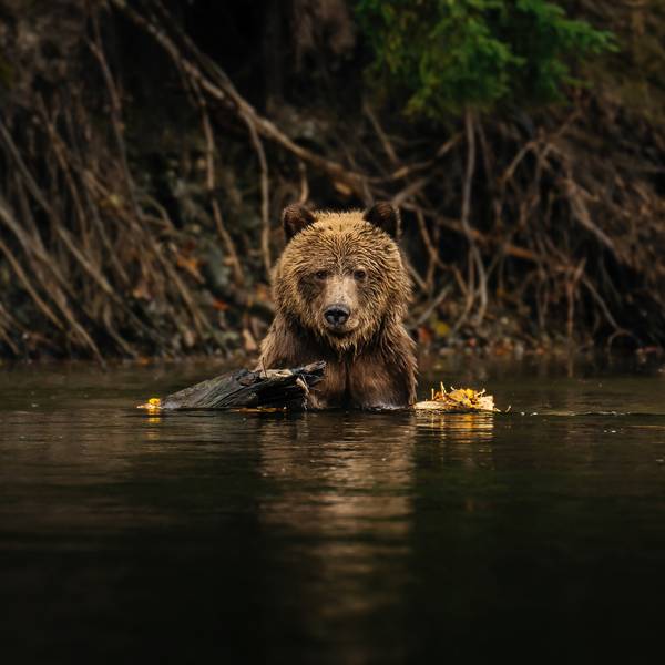 Tweedsmuir Park Lodge - British Columbia - Canada - Jesaja Class - Doets Reizen