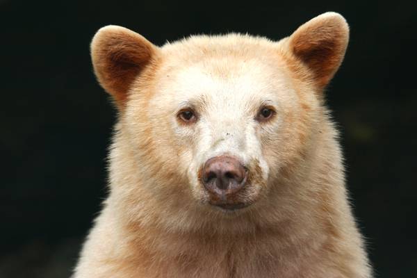 Spirit Bear - Great Bear Rainforest - British Columbia - Canada - Doets Reizen