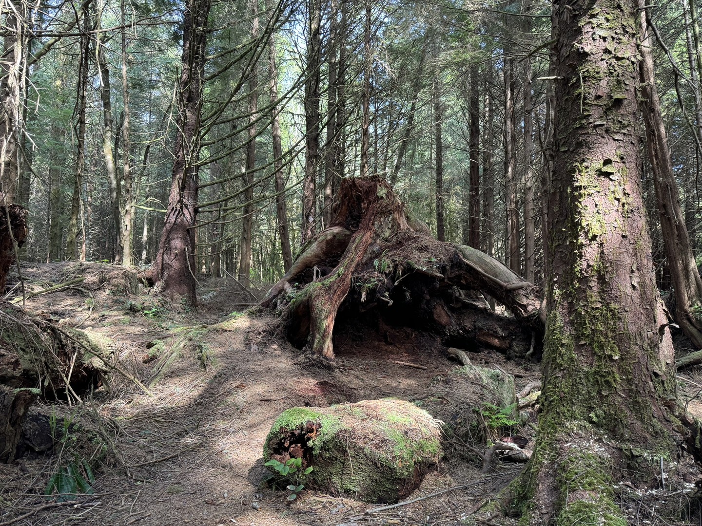 Port Renfrew - Botanical Beach - Vancouver Island - Canada - Doets Reizen