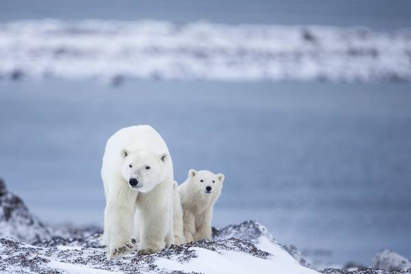 IJsbeer Churchill - Manitoba - Canada - Doets Reizen