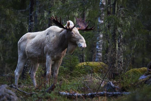 Zweden - Doets Reizen - Vakantie Zweden - Rondreis Zweden