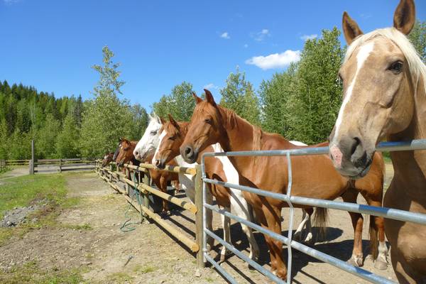 Paardrijden in Wells Gray Provincial Park - British Columbia - Canada - Doets Reizen