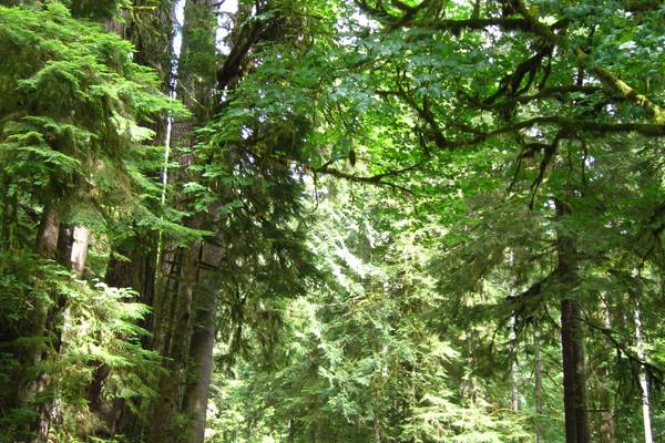 Olympic National Park - Washington State - Doets Reizen