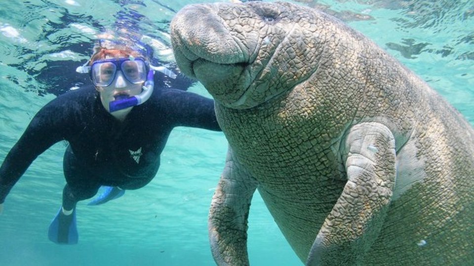 Zwemmen met zeekoeien - Crystal River - Florida - Doets Reizen
