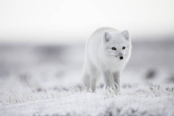 Churchill - Manitoba - Canada - Doets Reizen