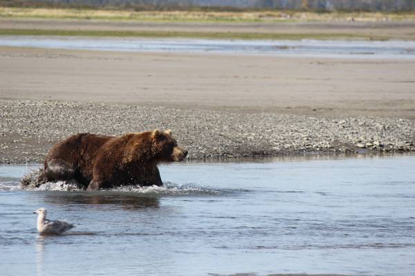 Beren spotten - Katmai National Park - Alaska - Doets Reizen