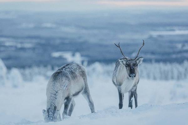 Rendieren in Levi - Lapland - Finland - Doets Reizen - credits Visit Finland