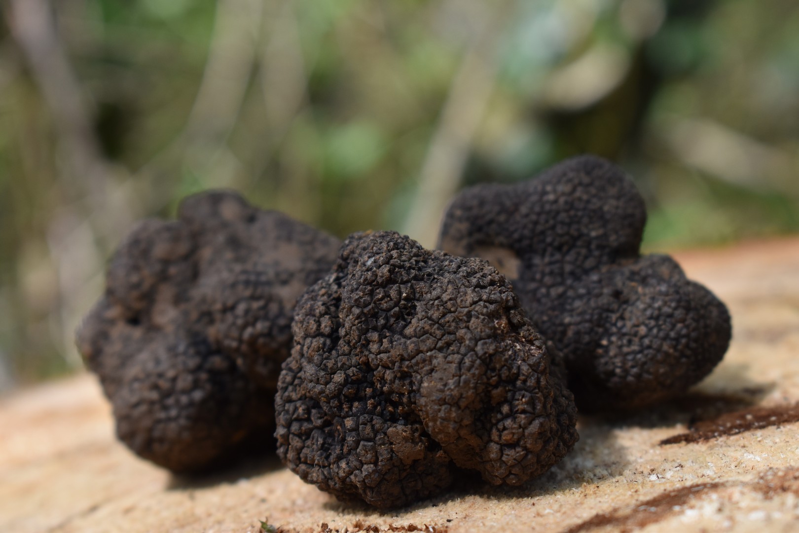 Truffels Uzes Doets Reizen - Frankrijk afbeelding van Mrdidg via Pixabay