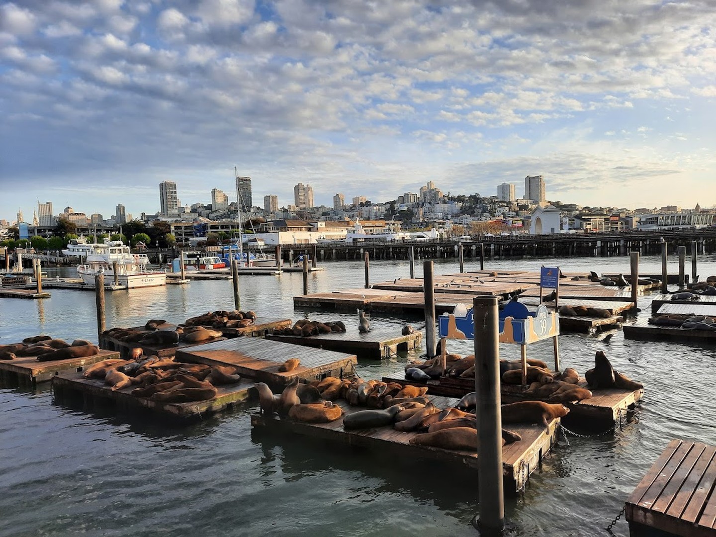 Zeeleeuwen Pier 39 - San Francisco - Californië - Vakantie West Amerika - Doets Reizen (1)