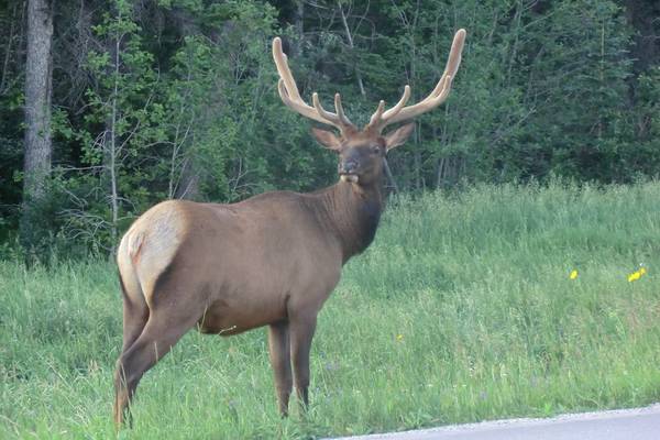 Icefields Parkway - Alberta - Canada - Doets Reizen