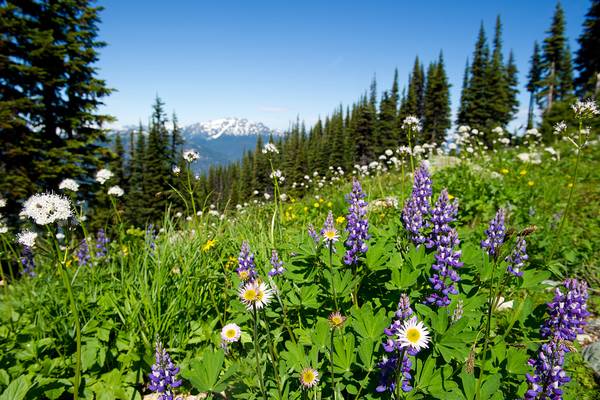 Whistler - British Columbia - Canada - Doets Reizen