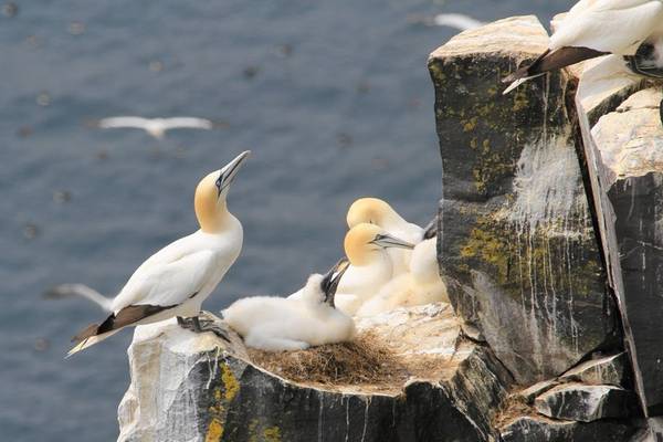 Jan-van-Genten vogels - Tadoussac - Quebec - Canada - Doets Reizen