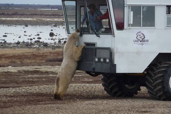 IJsbeer Churchill - Manitoba - Canada - Doets Reizen