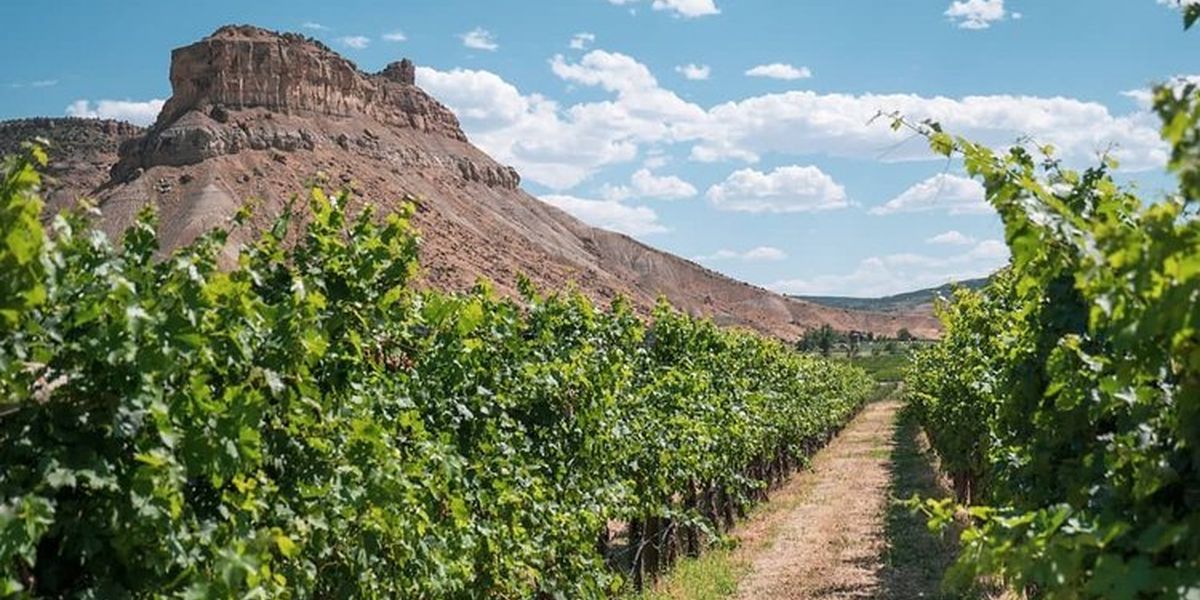 Colorado's Wine Country - Colorado - Doets Reizen