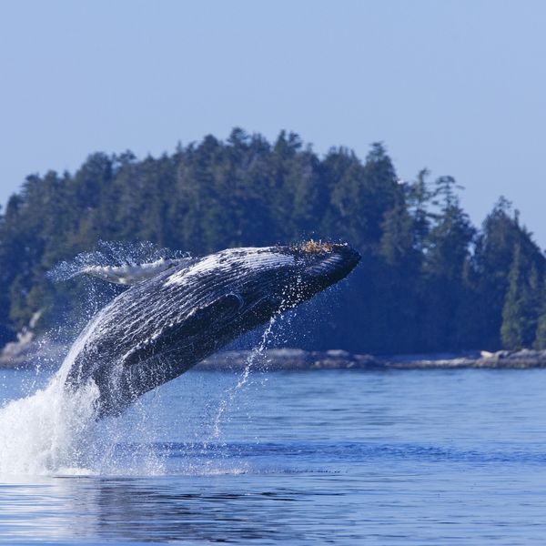Pacific Rim National Park - Vancouver Island - British Columbia - Canada - Doets Reizen