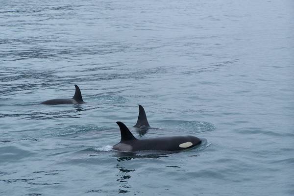 Prince William Sound - Alaska - Doets Reizen