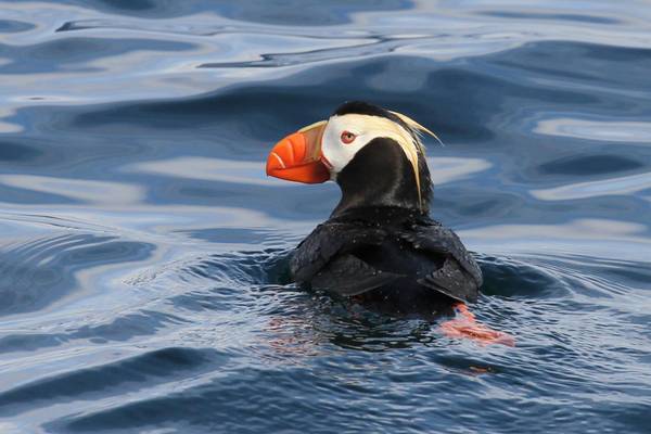 Kenai Fjords National Park - Alaska - Doets Reizen