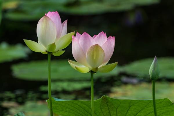 Botanische Tuin - Vero Beach - Florida - Doets Reizen