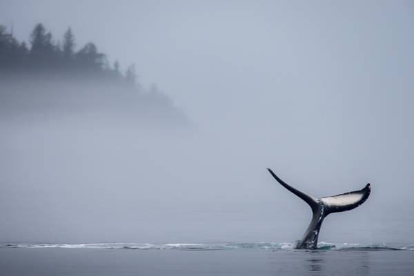 Farewell Harbour Lodge - British Columbia - Doets Reizen - Canada