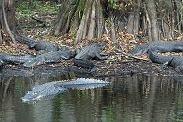 Babcock Wilderness Adventures - Fort Myers Beach - Florida - Doets Reizen
