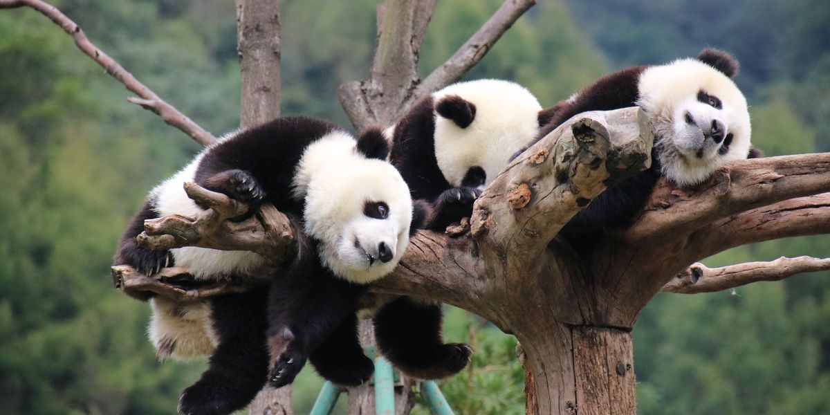 Panda's - Chengdu - China - Doets Reizen