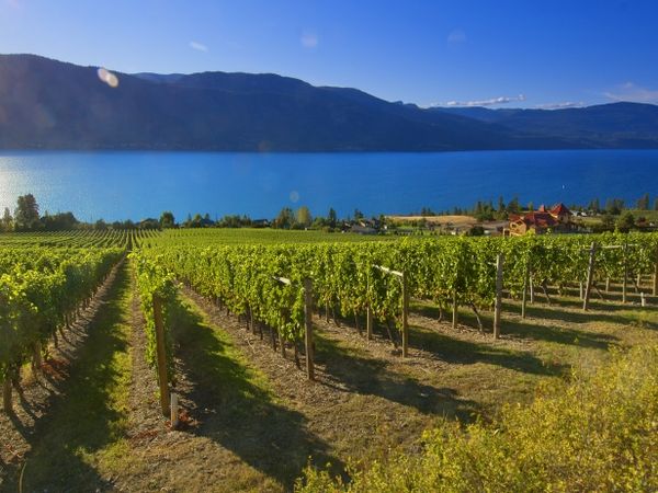 Gray Monk Estate Winery - Kelowna - Okanagan Valley - British Columbia - Canada - Doets Reizen