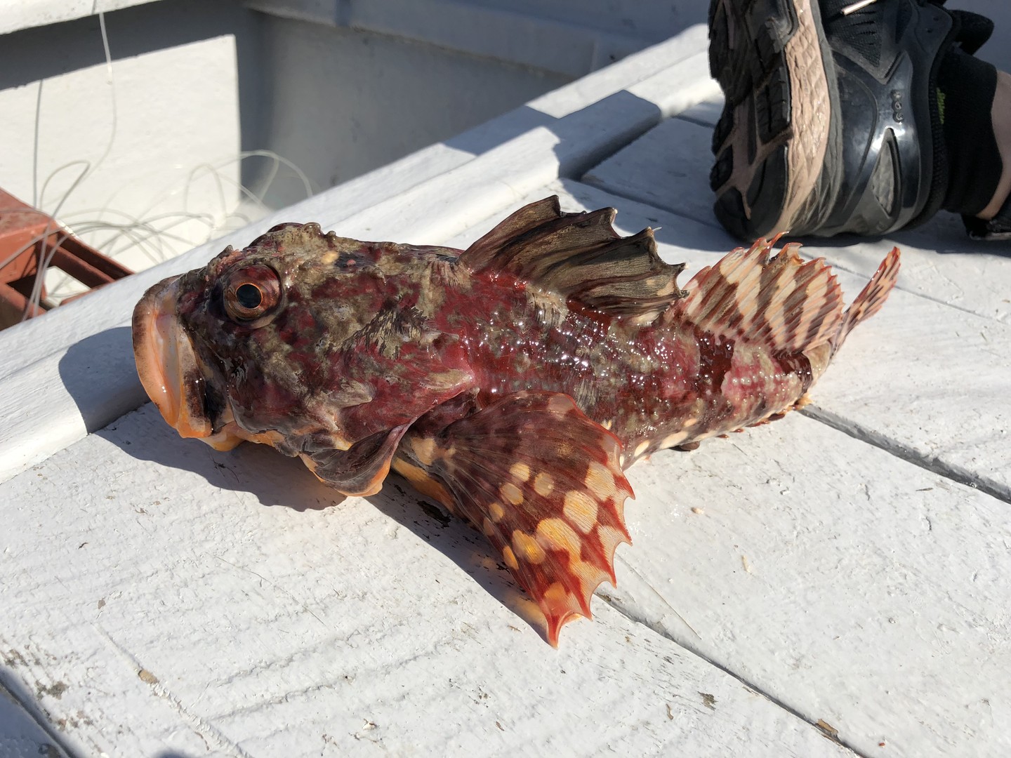 Fogo Island - Newfoundland & Labrador - Canada - Doets Reizen