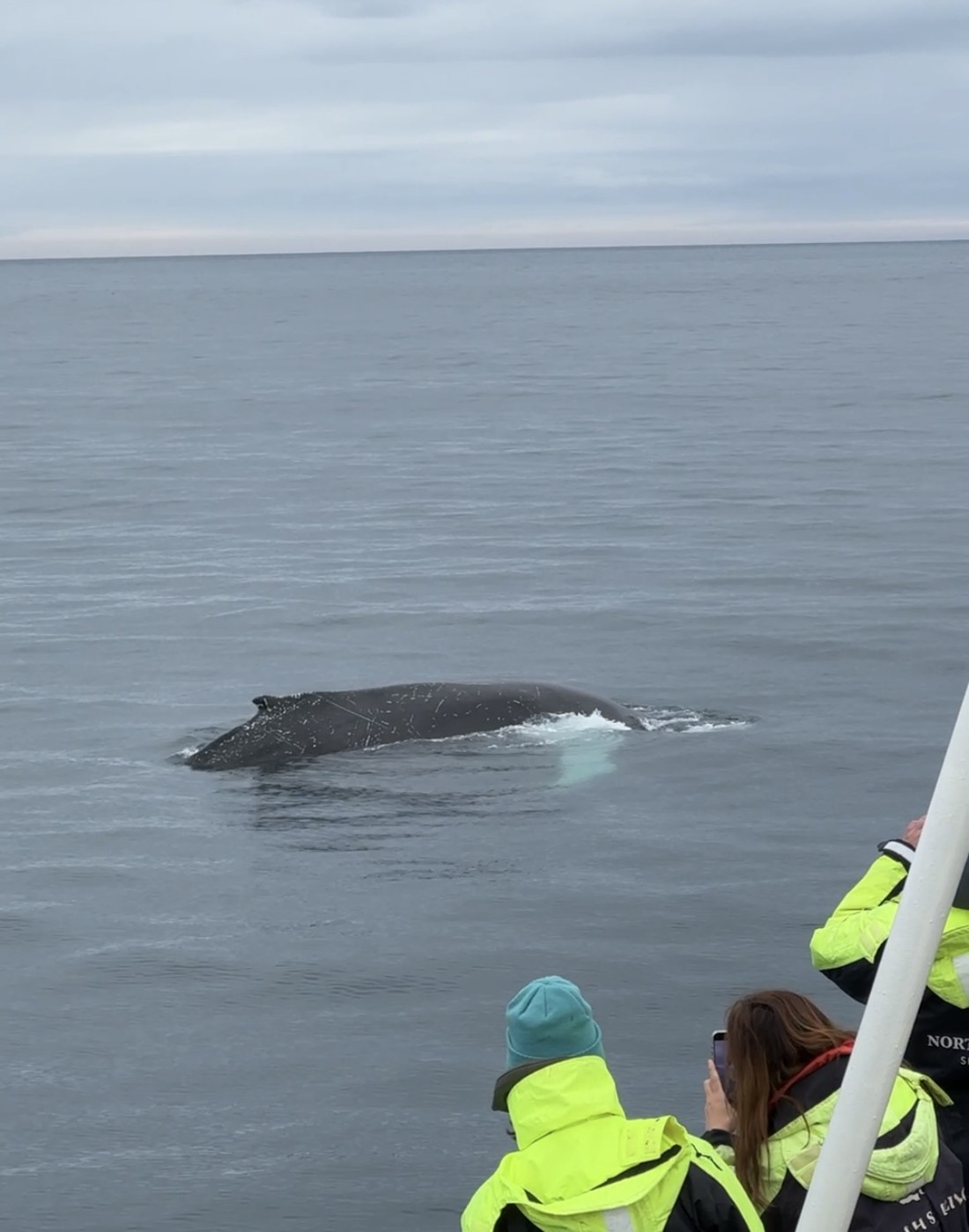 Whale Watch -Akureyri - IJsland Rondreis - Doets Reizen 1