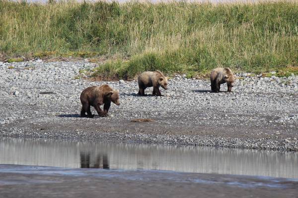 Beren spotten - Katmai National Park - Alaska - Doets Reizen