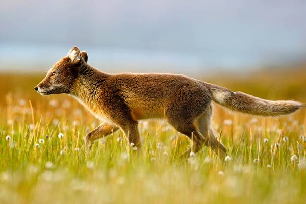 Big five - Doets Reizen - Vakantie Zweden - Credits Visit Sweden