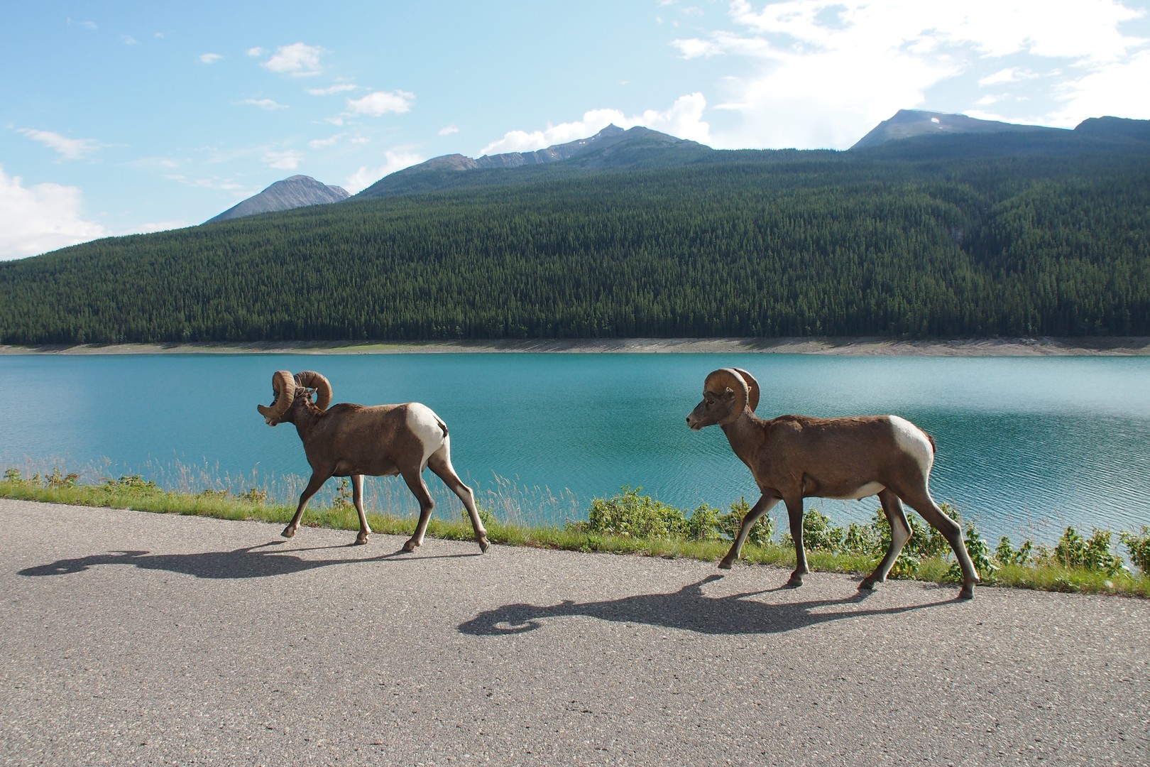 Jasper National Park Wildlife - Alberta - Canada - Doets Reizen